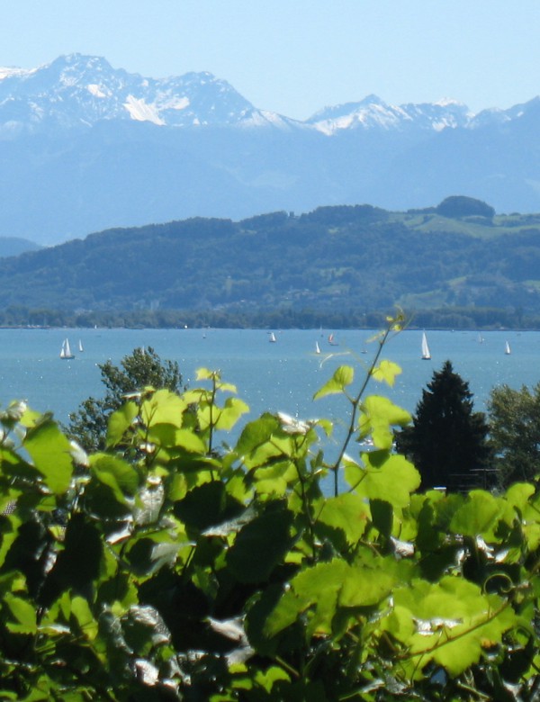 Bodensee Weinerlebnisse