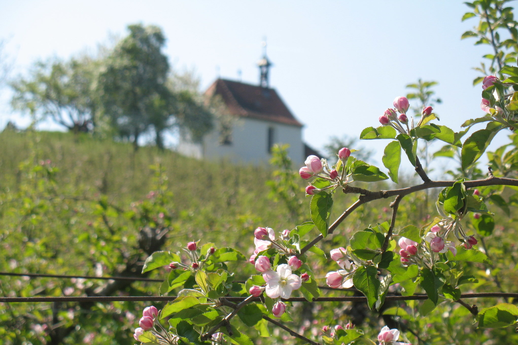 Kapelle_Blüte2